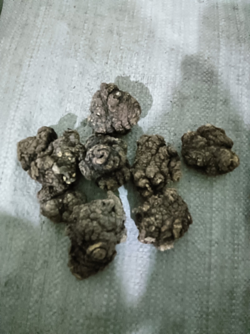 彭州市敖平地道精选川芎，川芎片，是合作社众多，农民精心种