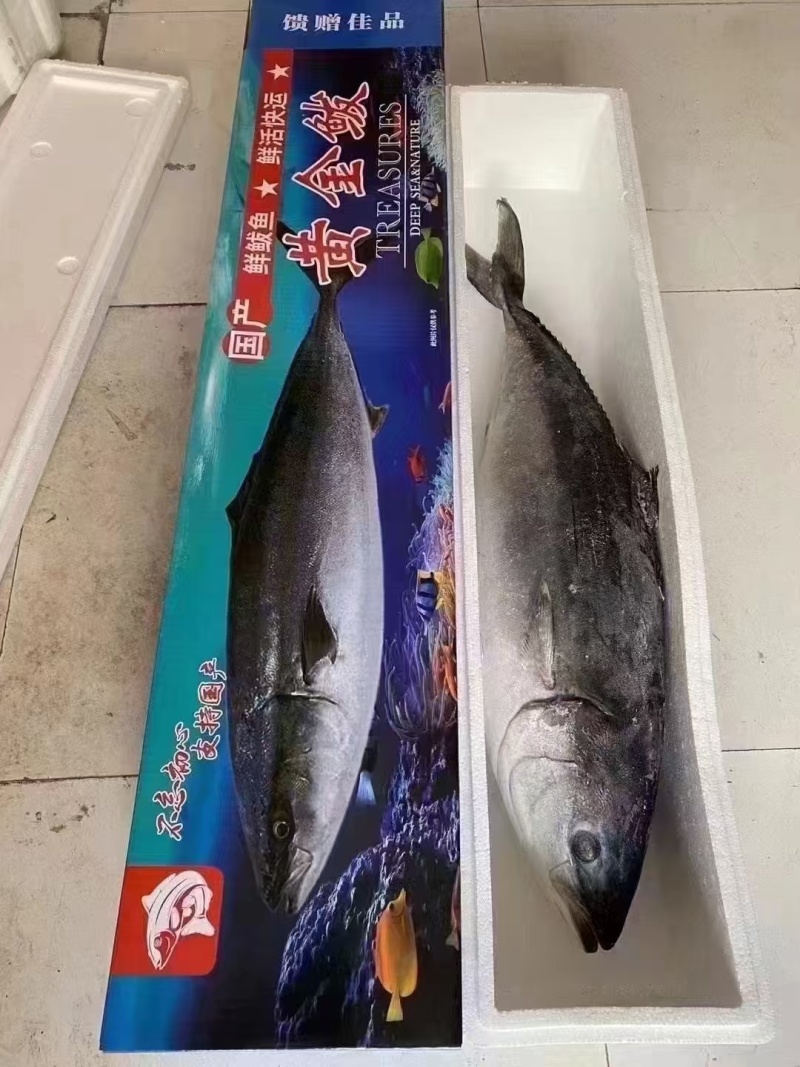 山东鲅鱼黄金鲅鱼鲜活速冻礼盒包装供应全国市场电商