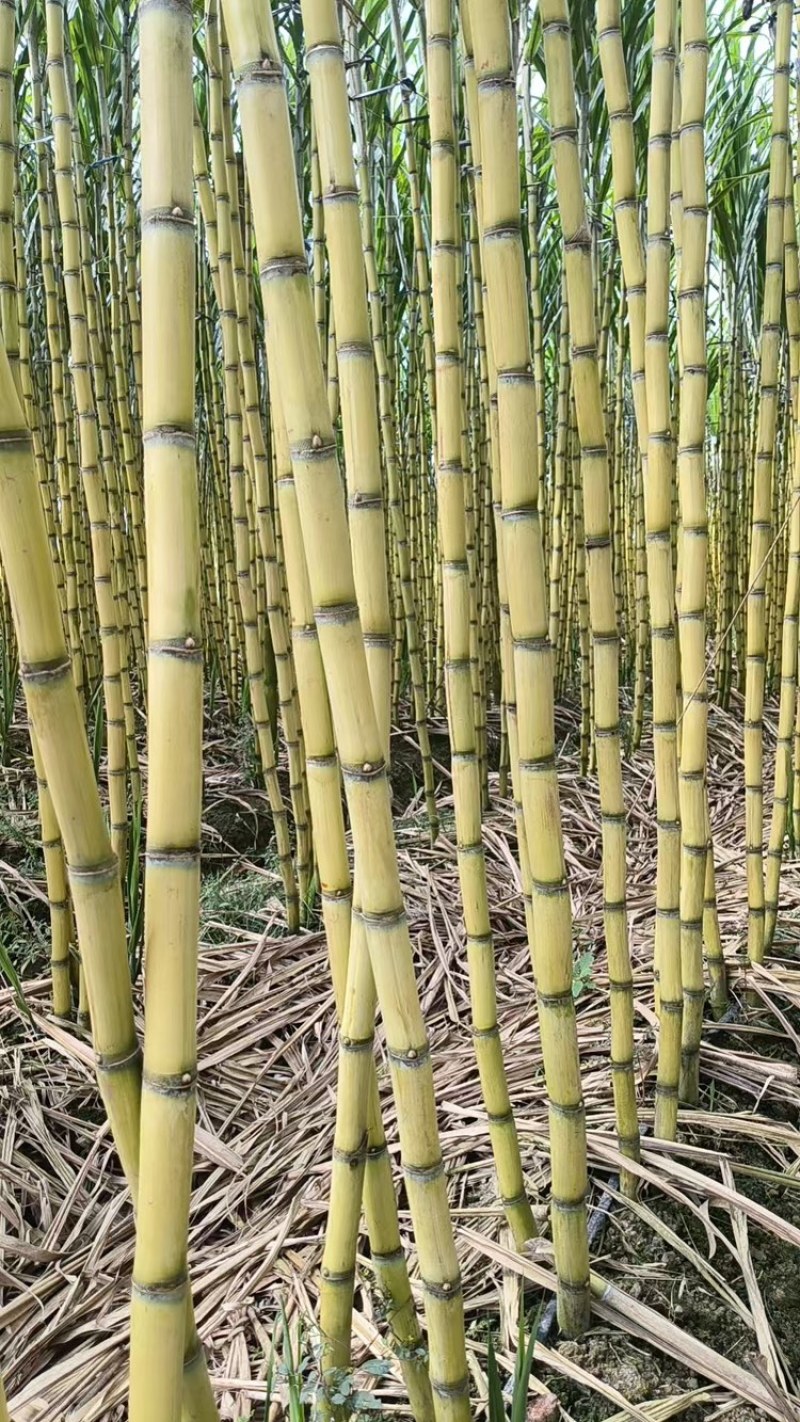 黄金黄皮甘蔗，水分充足，产地直供，量大从优，欢迎咨询