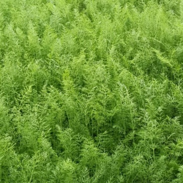 河北沧州青县茴香，质量保证，欢迎咨询，大量有货