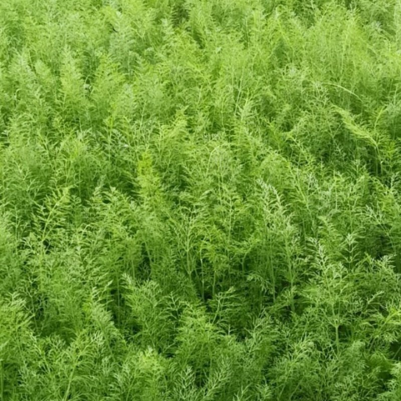 河北沧州青县茴香，质量保证，欢迎咨询，大量有货
