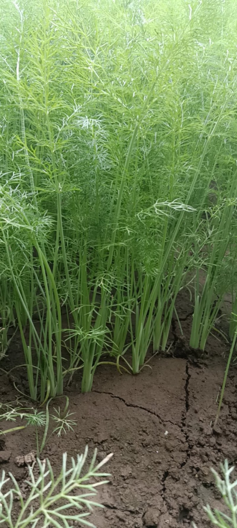 河北沧州青县茴香，质量保证，欢迎咨询，大量有货