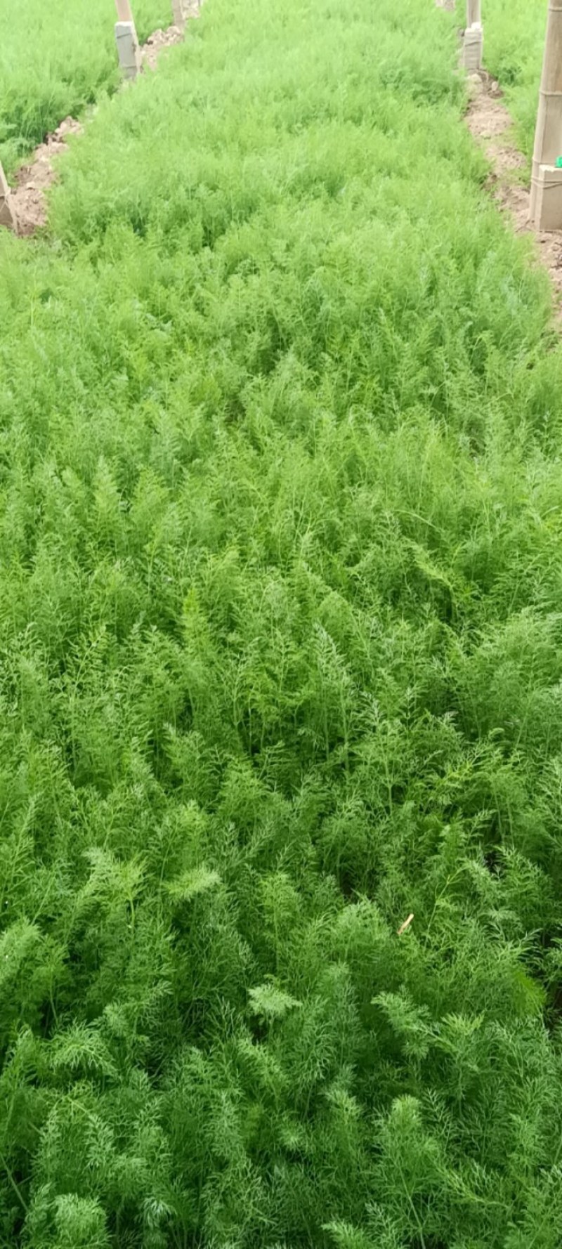 河北沧州青县茴香，质量保证，欢迎咨询，大量有货