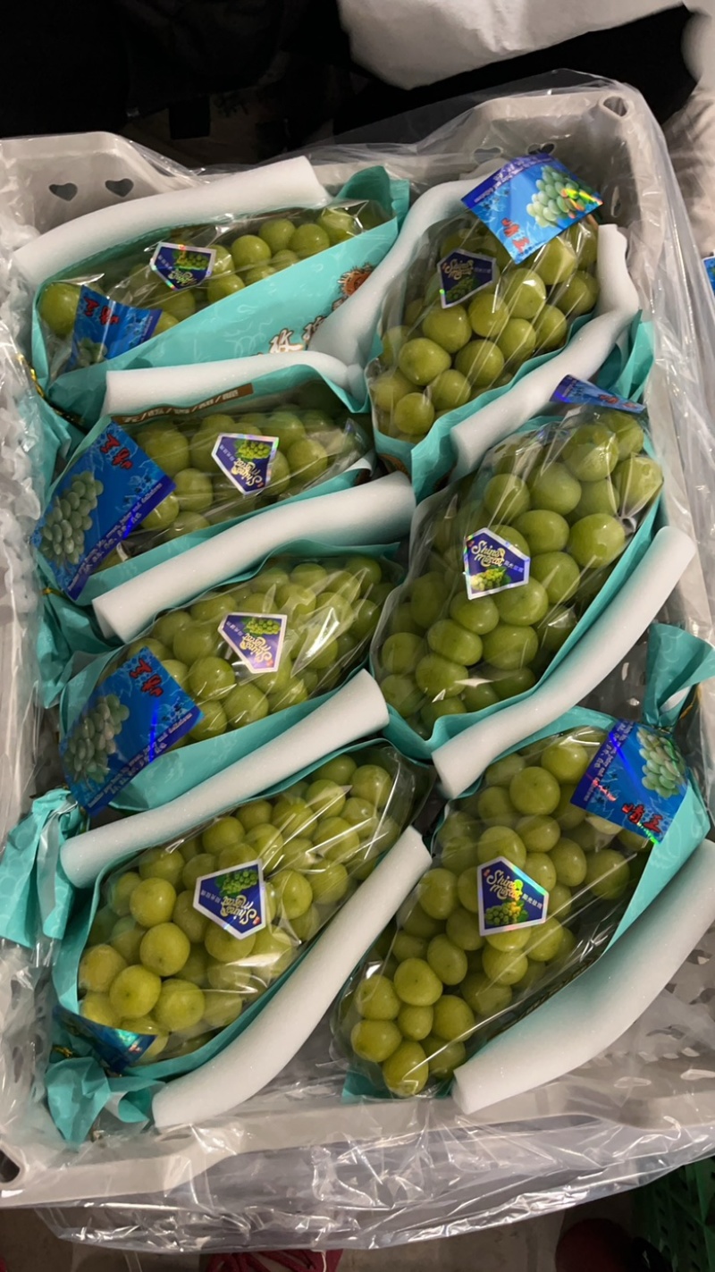 陕西渭南阳光玫瑰葡萄品种繁多货源充足口感好需要的抓紧时间