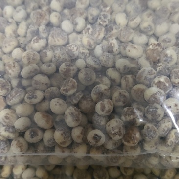 新疆油砂豆虎坚果