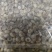 新疆油砂豆虎坚果