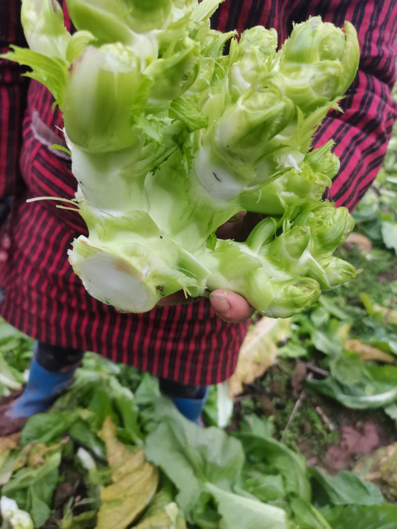 儿菜