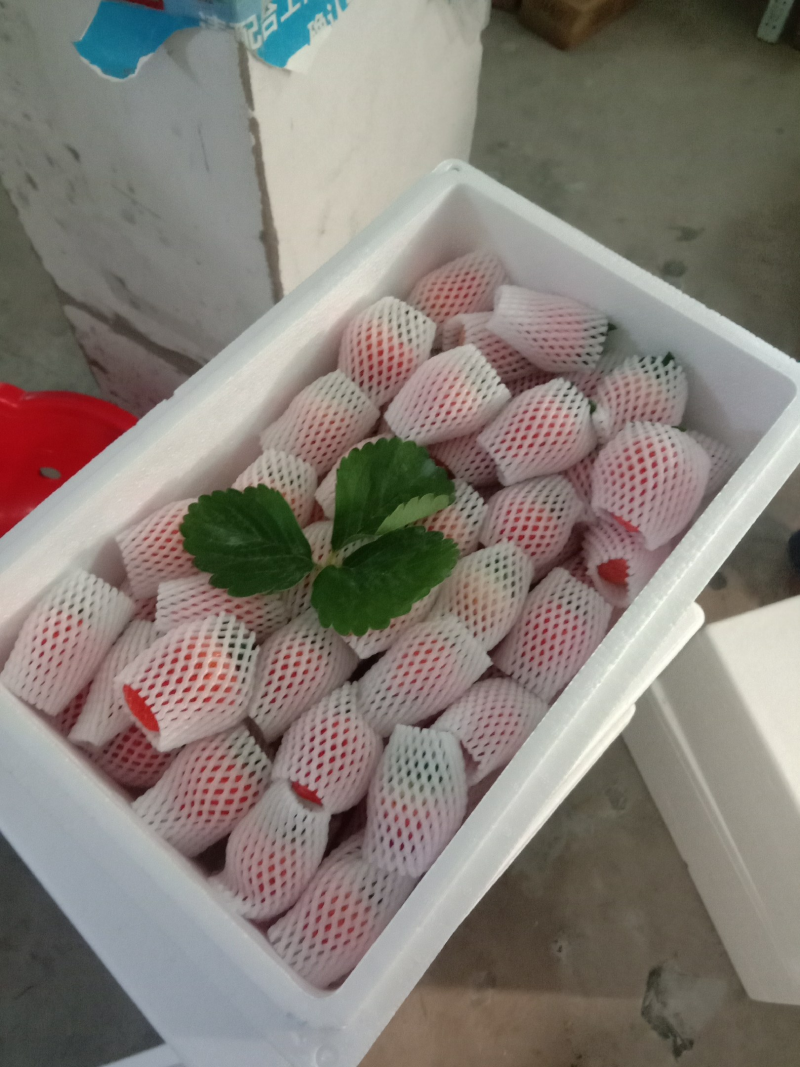 中牟宁玉草莓大量上市，个头大，口感好，营养丰富，欢迎采购