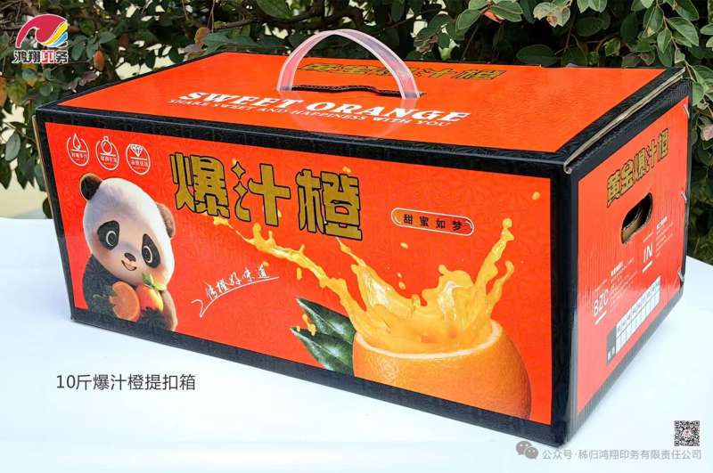 湖北秭归九月红果冻橙果园采摘