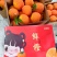 湖北秭归九月红果冻橙果园采摘