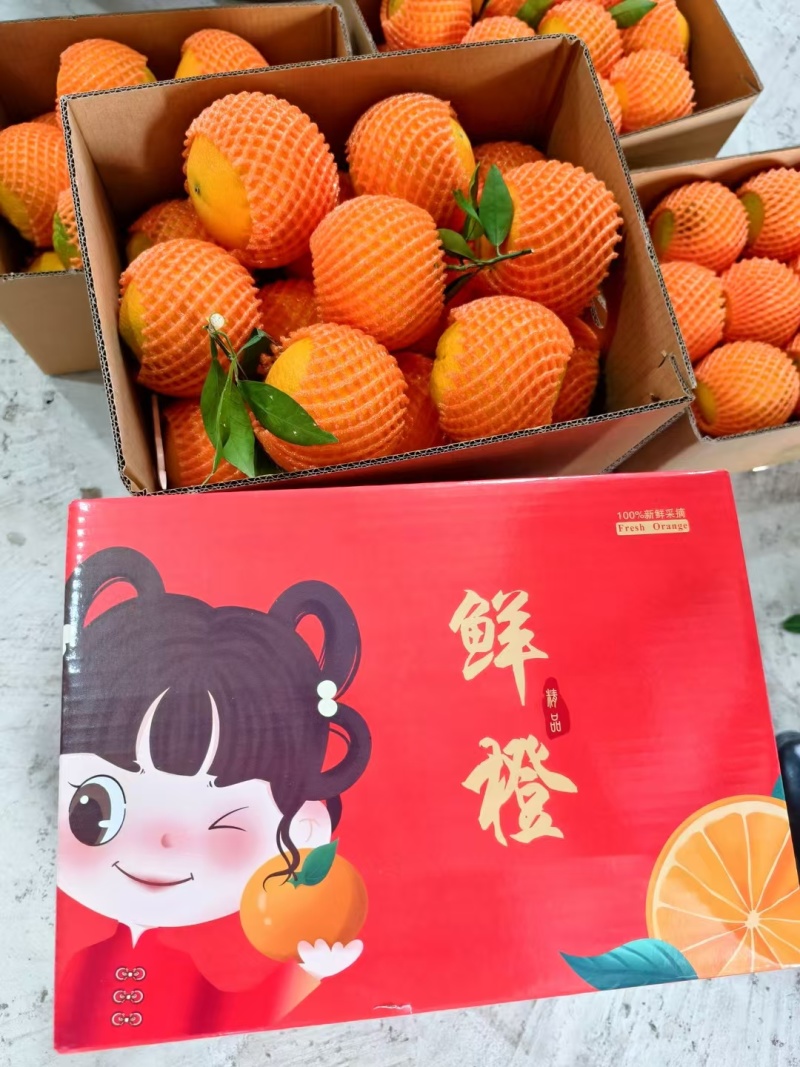 湖北秭归九月红果冻橙果园采摘