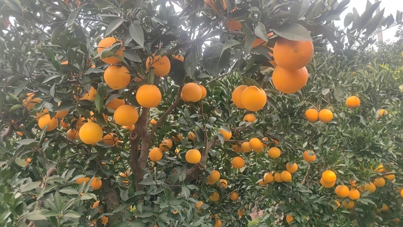 湖北秭归九月红果冻橙果园采摘