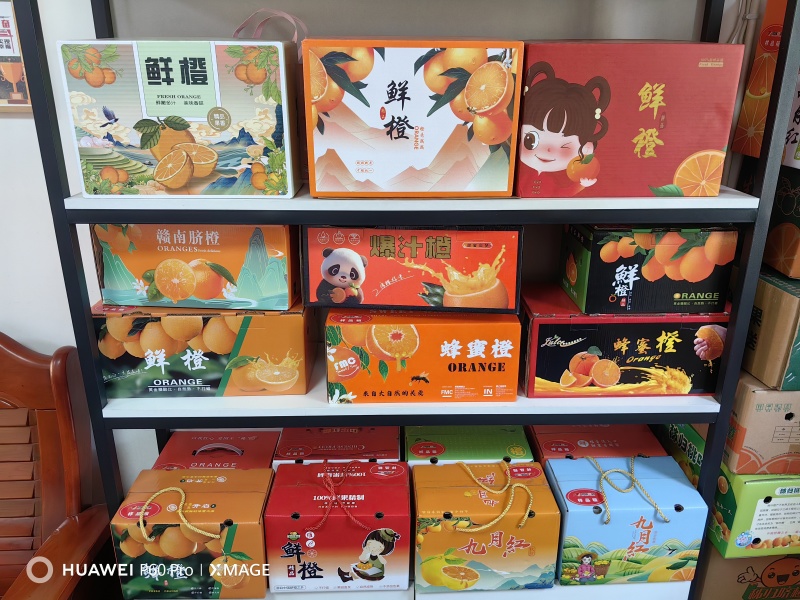 湖北秭归九月红果冻橙果园采摘