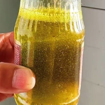 俄罗斯进口菜籽毛油预订，一级货源，对接工厂贸易商，