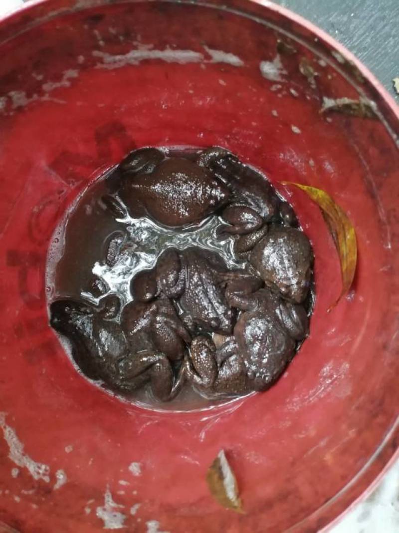 新鲜石蛙，健康美味，**特惠！