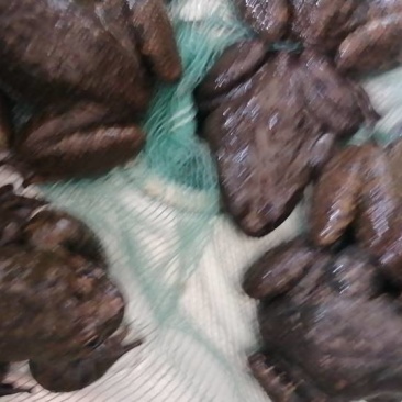 新鲜石蛙，健康美味，**特惠！