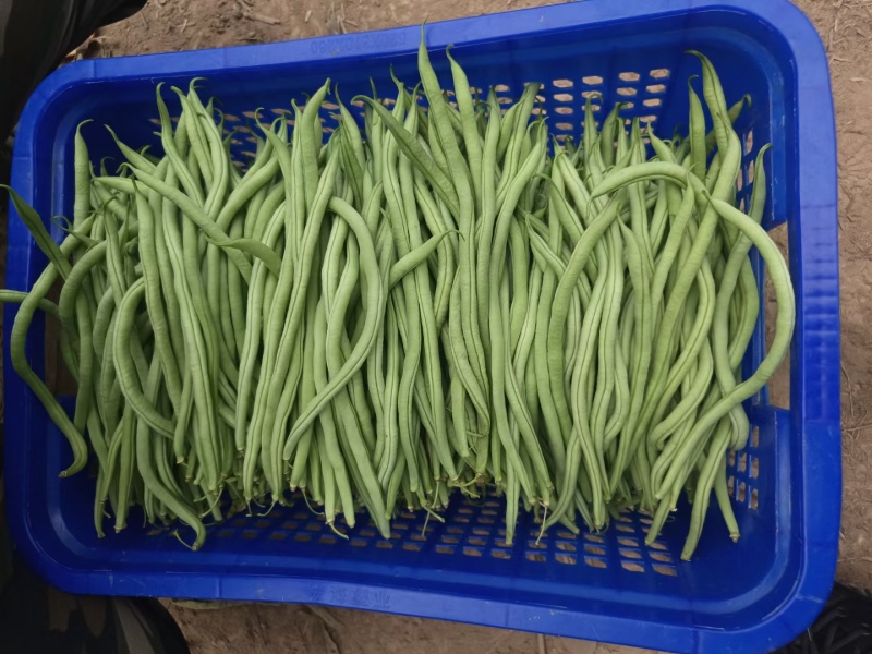 无筋豆新苗大量上市，大量供应，质量保证，合作共
