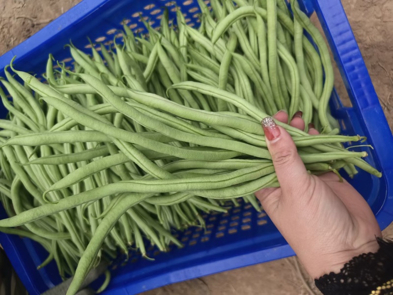 无筋豆新苗大量上市，大量供应，质量保证，合作共