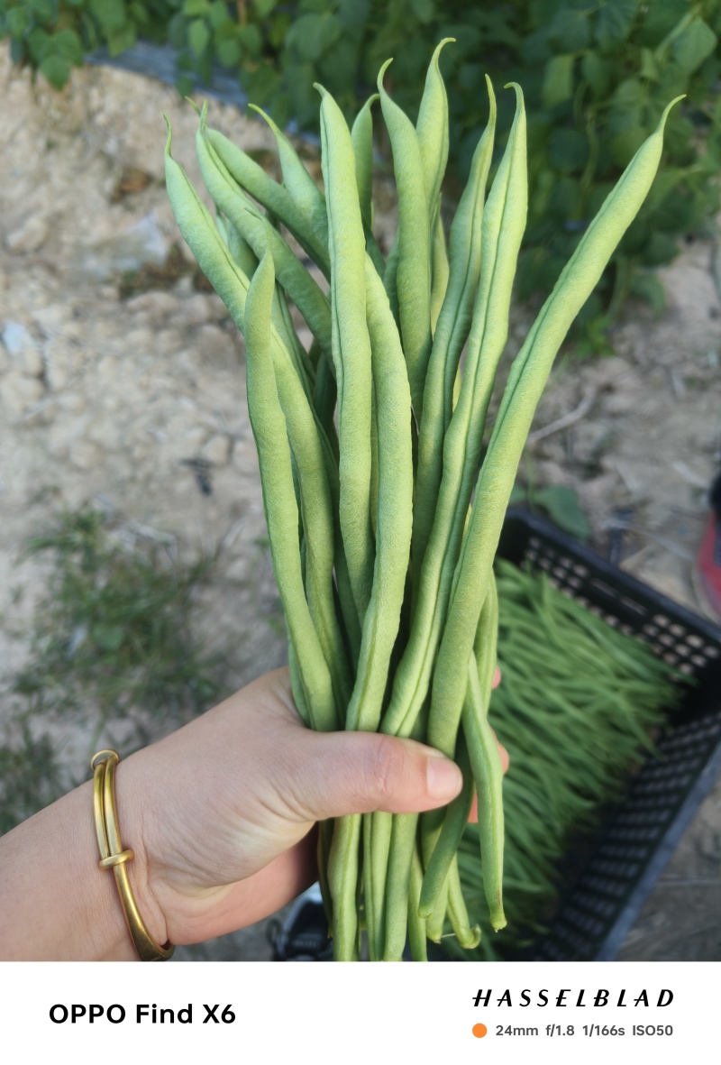 无筋豆新苗大量上市，大量供应，质量保证，合作共