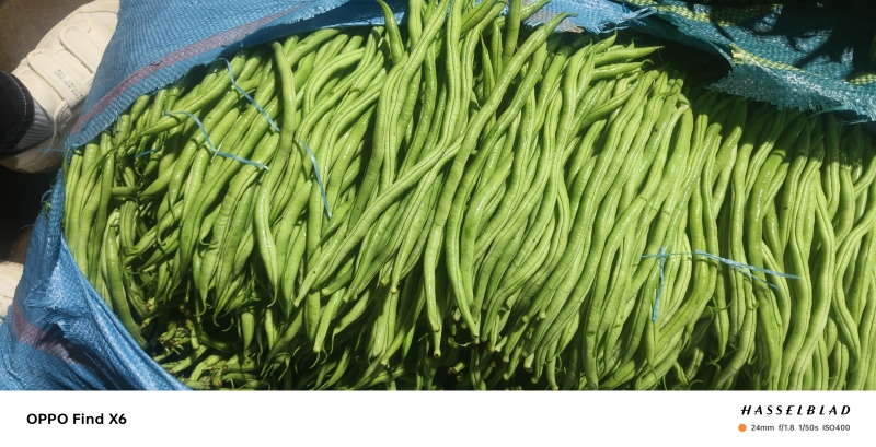 无筋豆新苗大量上市，大量供应，质量保证，合作共