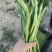 无筋豆新苗大量上市，大量供应，质量保证，合作共