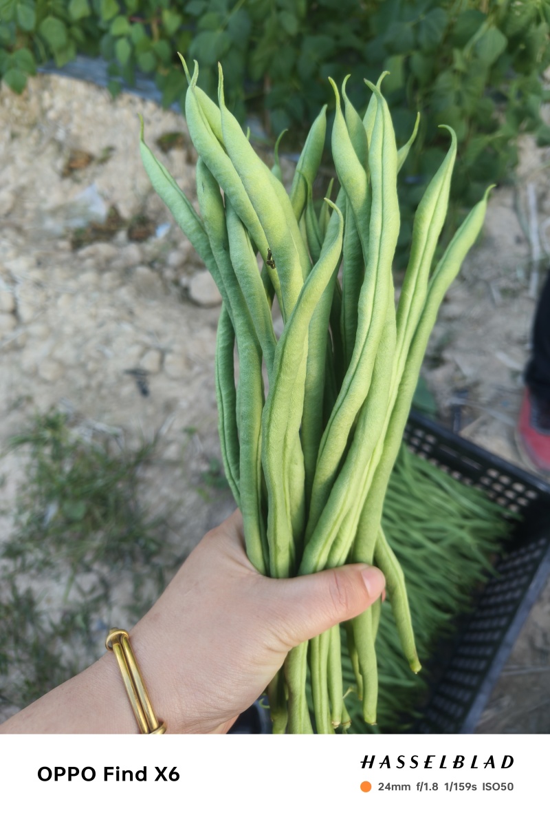 无筋豆新苗大量上市，大量供应，质量保证，合作共