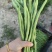 无筋豆新苗大量上市，大量供应，质量保证，合作共