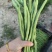 无筋豆新苗大量上市，大量供应，质量保证，合作共