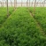 河北沧州市青县茴香大量上市，大棚种植！