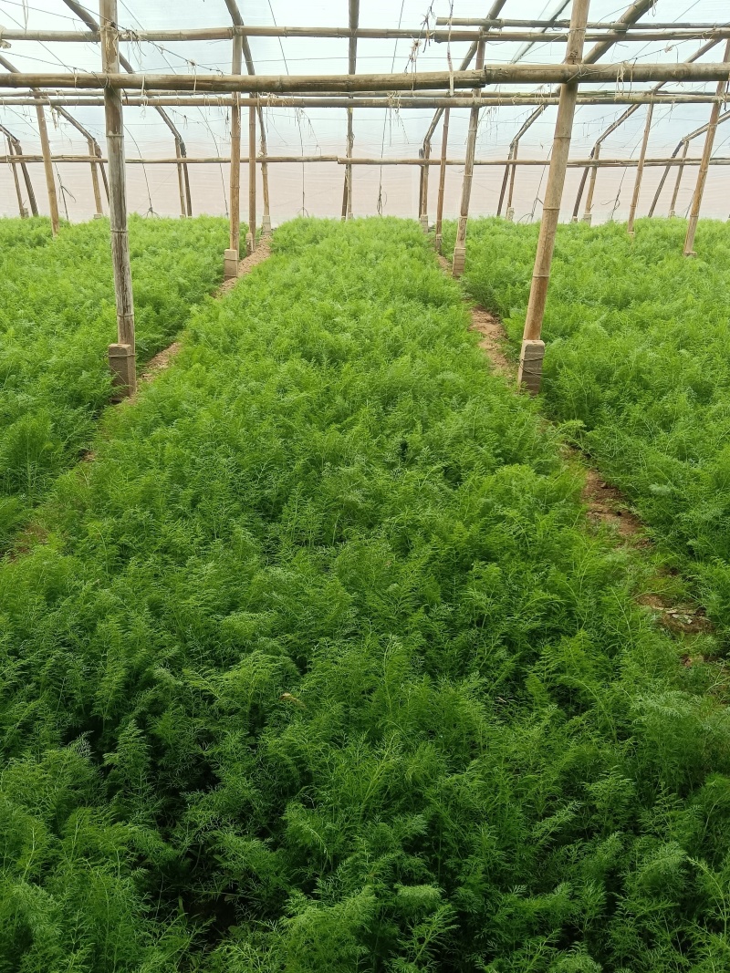河北沧州市青县茴香大量上市，大棚种植！