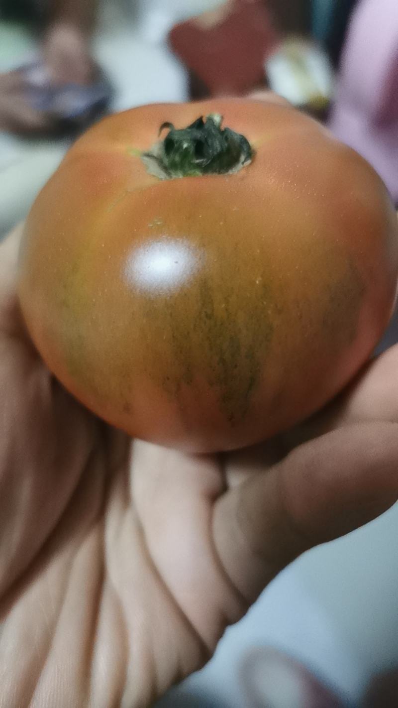 草莓西红柿大量上市