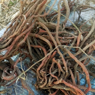 中药材丹参大量有货,产地直销,代收代卖,大量走货