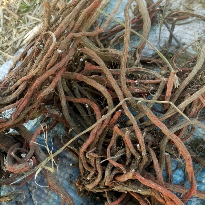中药材丹参大量有货，产地直销，代收代卖，大量走货