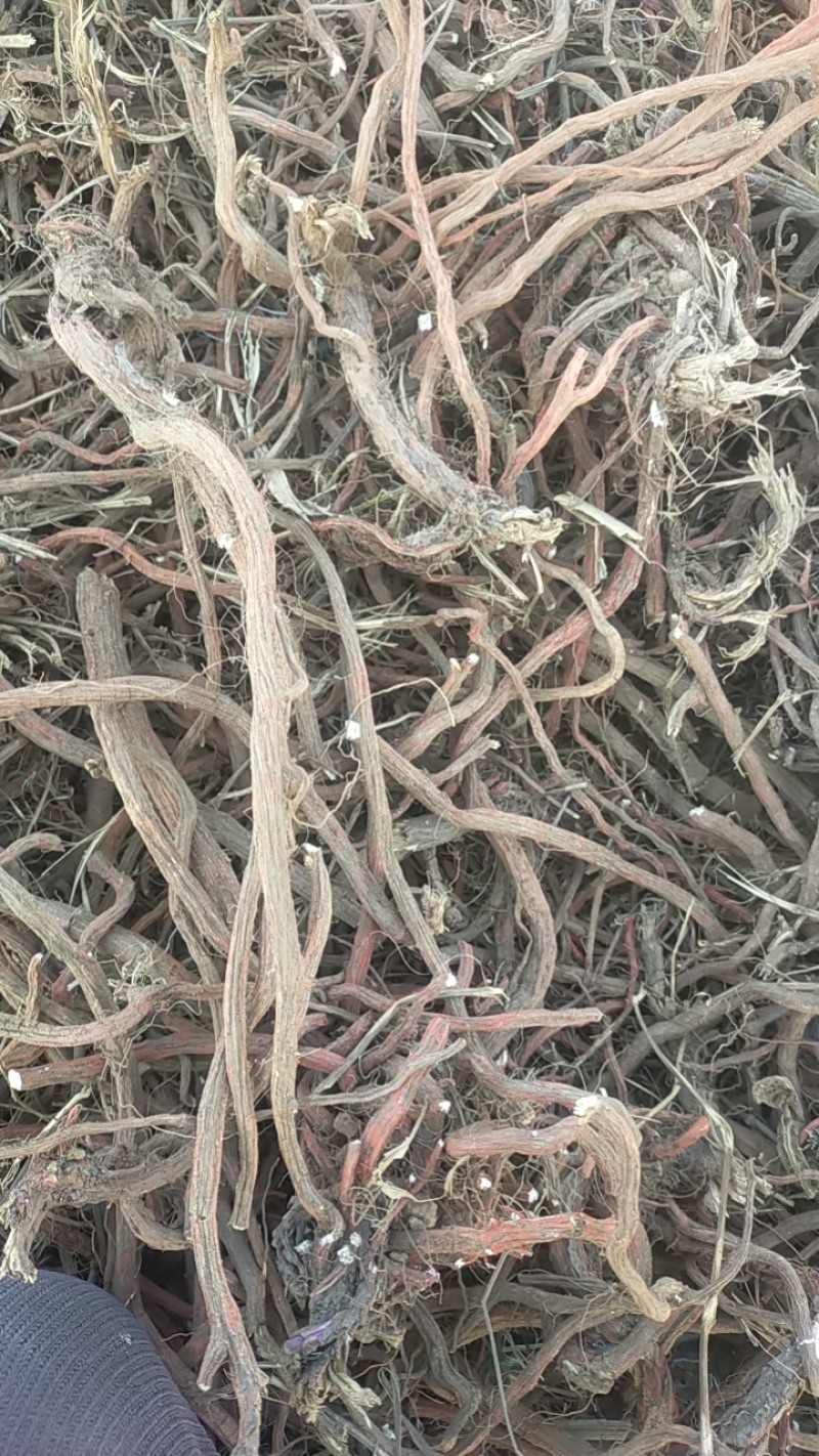 中药材丹参大量有货，产地直销，代收代卖，大量走货