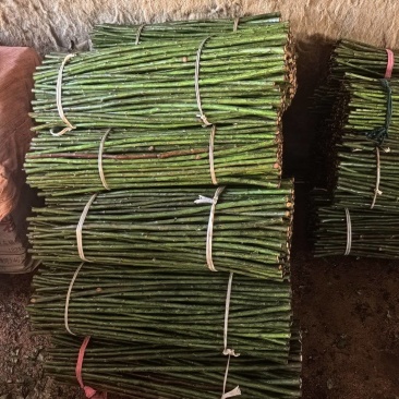 无刺蔷薇杆青杆适用于嫁接月季玫瑰基地直发