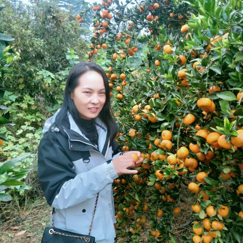 湖北宜昌九月红脐橙产地一手，新鲜货源视频看货，对接全国