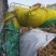 中药材防风,全国无死角代办大量批发,物流走车,欢迎采购