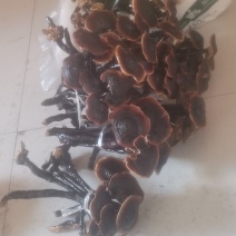 长脚金边竹灵芝新货，货真价值，欢迎咨询订购。