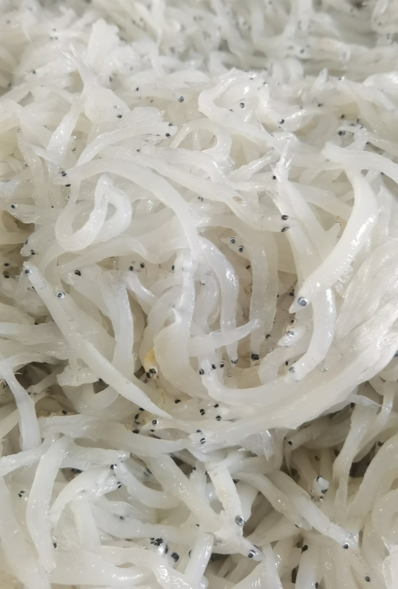银鱼