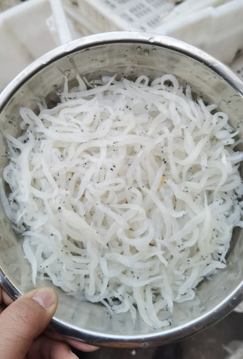 银鱼