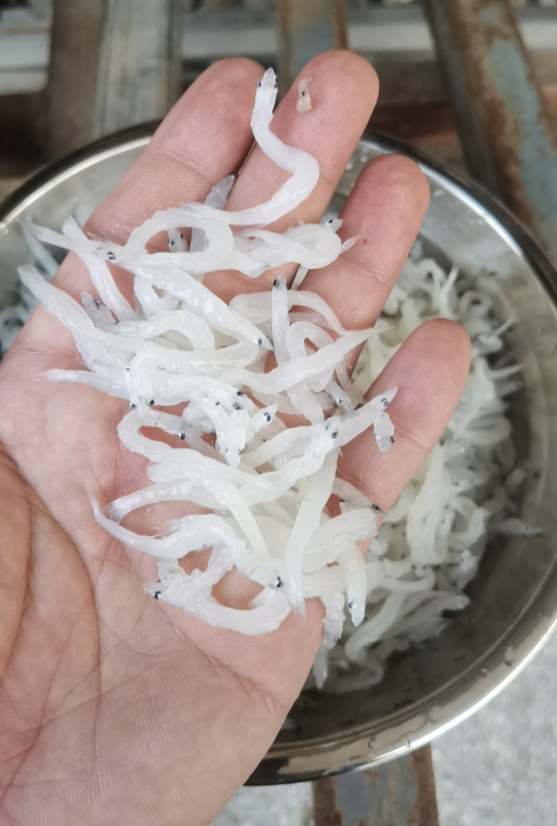 银鱼