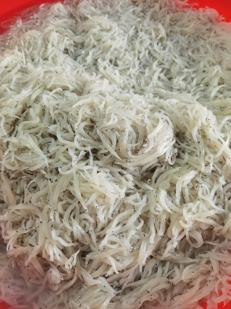 银鱼