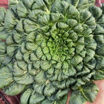 菊花菜