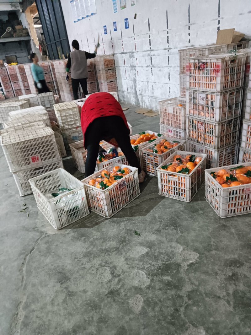 湖北宜昌圆红橙产地一手，新鲜货源视频看货，对接全国