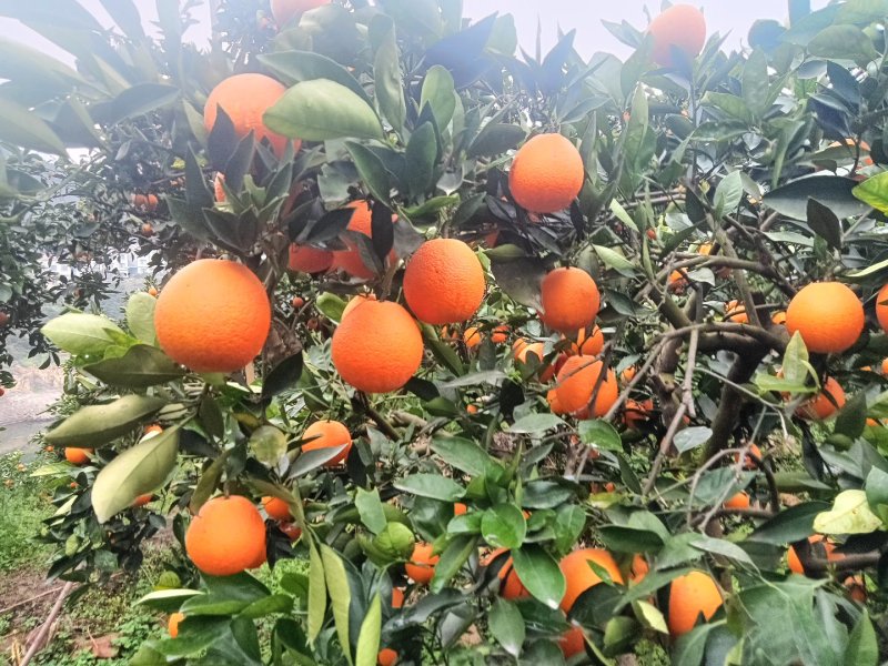 湖北宜昌圆红橙产地一手，新鲜货源视频看货，对接全国
