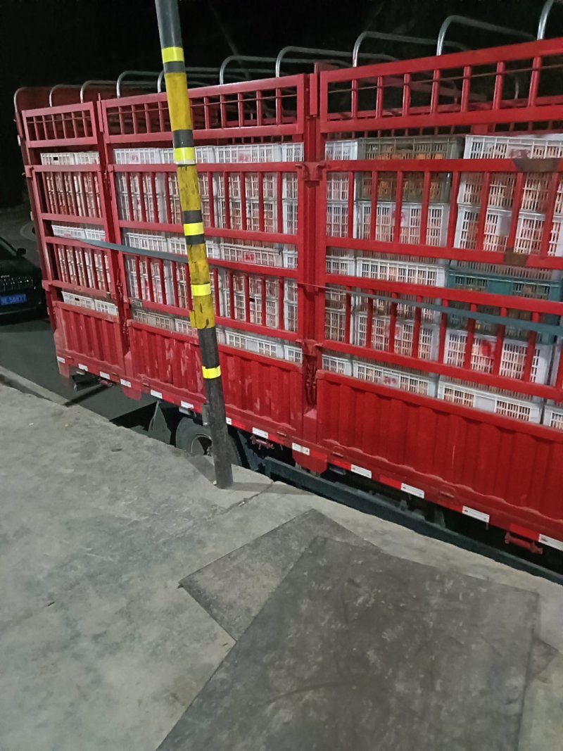 湖北宜昌圆红橙产地一手，新鲜货源视频看货，对接全国