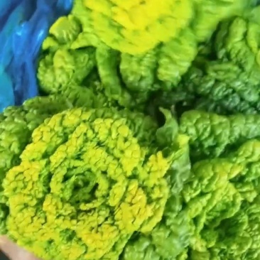 黄心菜