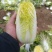 现有大量大娃娃菜出售，价格便宜，质量好，无干叶，无烧心