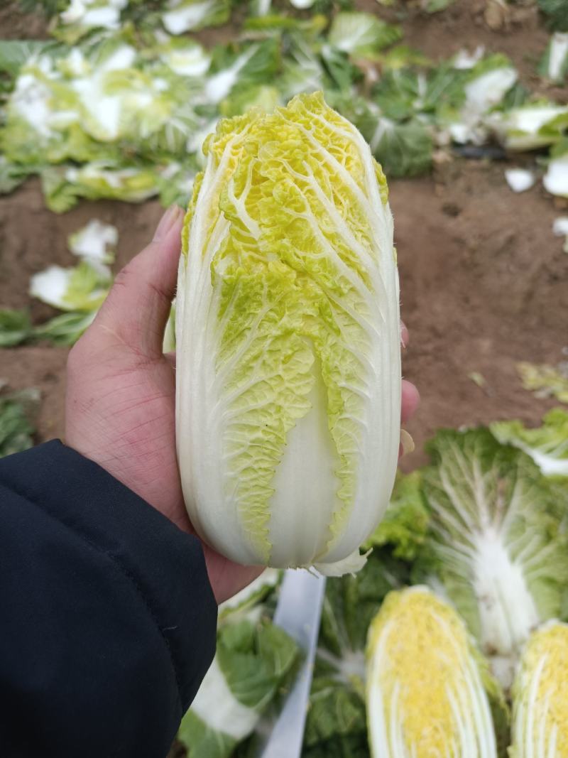 现有大量大娃娃菜出售，价格便宜，质量好，无干叶，无烧心