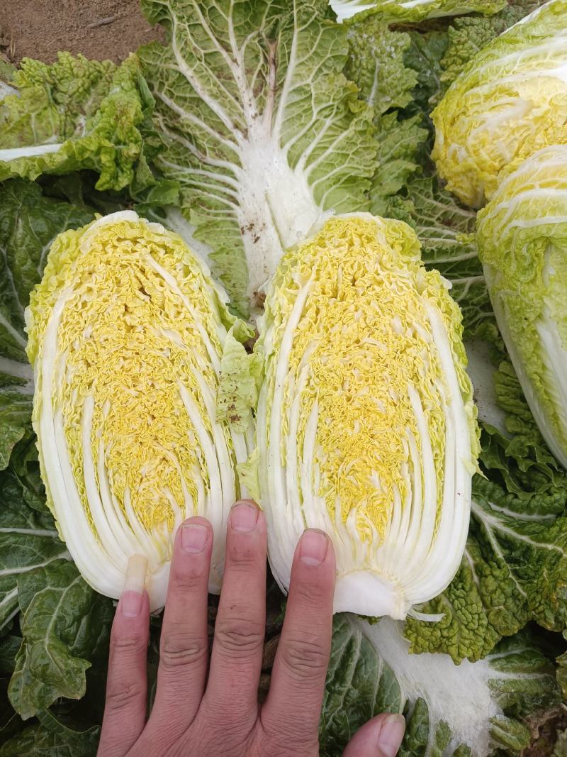 现有大量大娃娃菜出售，价格便宜，质量好，无干叶，无烧心